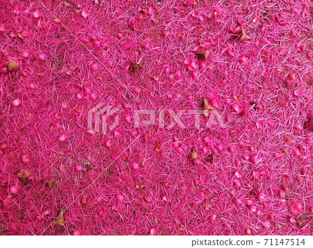 Pink pollen falls on the cement floor. Pink pollen falls on the cement floor. 71147514