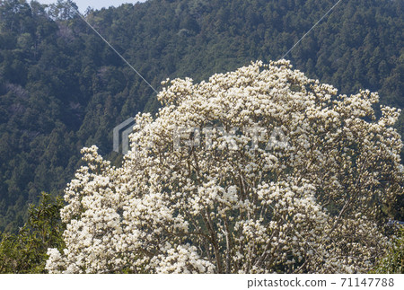 Giant tree of magnolia magnolia spring flower white flower image material 71147788
