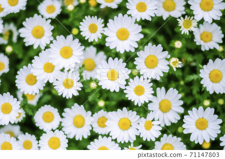 Margaret (Texture) Margaret (Texture) 71147803