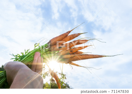 farmer, worker holding in hands homegrown harvest of fresh orange carrots. farmer, worker holding in hands homegrown harvest of fresh orange carrots. 71147830