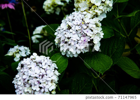 White hydrangea flowers White hydrangea flowers 71147965