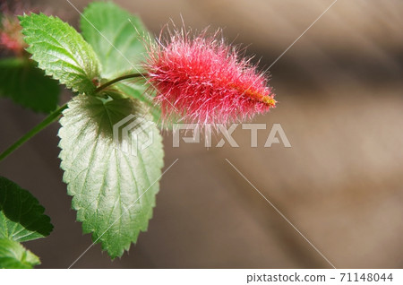 Red fluffy cat tail (Acalypha) Red fluffy cat tail (Acalypha) 71148044