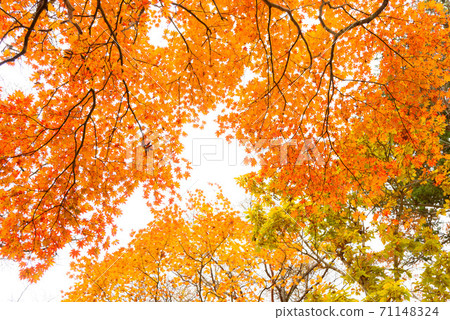 (Yamanashi Prefecture) Autumn leaves on the Misaka Mountains ridgeline 71148324
