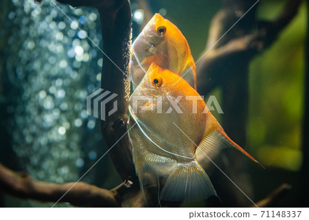 Pair of Gold Pterophyllum Scalare in aqarium, yellow angelfish lays its eggs. 71148337