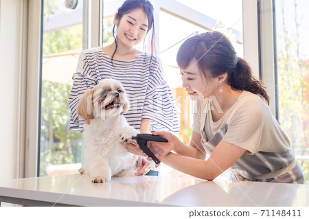 一個女人在寵物沙龍剪指甲 71148411