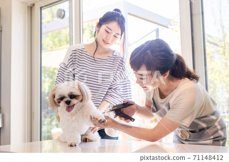 一個女人在寵物沙龍剪指甲 71148412