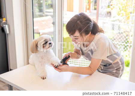 一個女人在寵物沙龍剪指甲 71148417