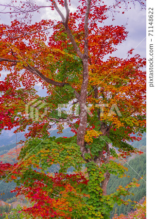 Autumn leaves on the hillside of Mt. Hiba, so colorful with a single tree Autumn leaves on the hillside of Mt. Hiba, so colorful with a single tree 71148622