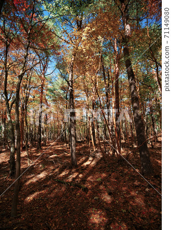 Autumn leaves Autumn leaves 71149080