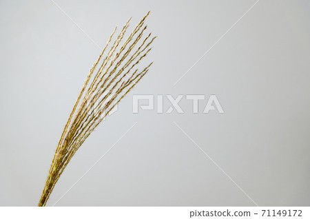 芒草 71149172
