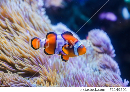 海葵和小丑魚 海葵和小丑魚 71149201