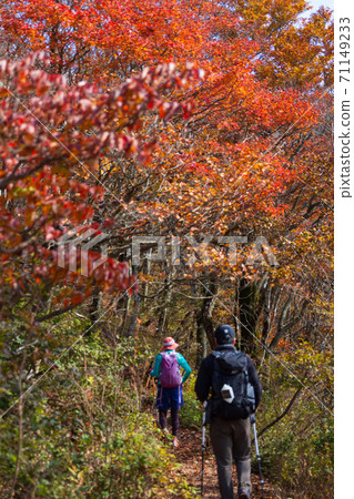 Mt. Bunagatake mountain climbing scenery of autumn leaves 71149233