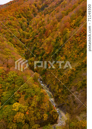 Autumn leaves of Shiogakura Ohashi Autumn leaves of Shiogakura Ohashi 71149300