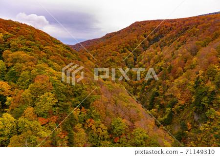 Autumn leaves of Shiogakura Ohashi Autumn leaves of Shiogakura Ohashi 71149310