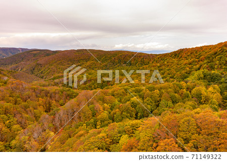 Autumn leaves of Shiogakura Ohashi Autumn leaves of Shiogakura Ohashi 71149322
