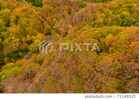 Autumn leaves of Shiogakura Ohashi Autumn leaves of Shiogakura Ohashi 71149325
