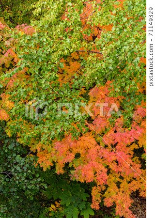 Autumn leaves of Shiogakura Ohashi Autumn leaves of Shiogakura Ohashi 71149329