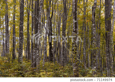 Beech forest 71149974