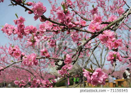 茨城縣古河市公園內的桃花盛開 71150345