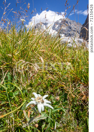Edelweiss flowers in Vanoise national Park, France Edelweiss flowers in Vanoise national Park, France 71150426