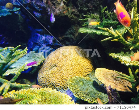 五彩繽紛的珊瑚和魚的世界 71150474