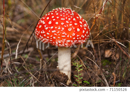 Red fly agaric mushroom or toadstool growing in the forest. Amanita muscaria, toxic mushroom. Poisonous mushroom famous for its brightly red coloured cap. Natural forest background. Red fly agaric mushroom or toadstool growing in the forest. Amanita muscaria, toxic mushroom. Poisonous mushroom famous for its brightly red coloured cap. Natural forest background. 71150526