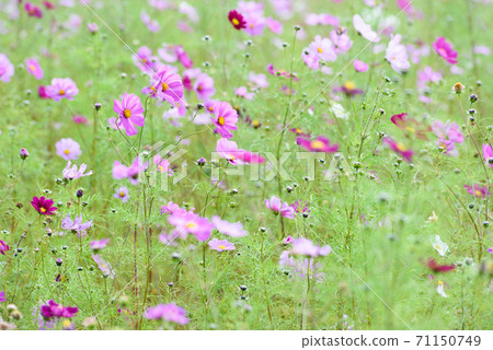Cosmos field Cosmos field 71150749