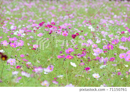  Cosmos field 71150761