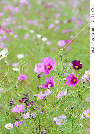 宇宙領域 宇宙領域 71150766