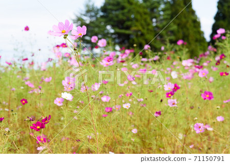  宇宙領域 71150791