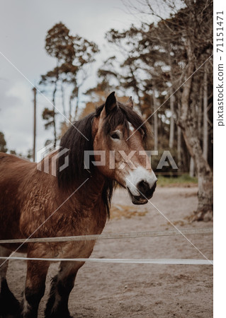 Brown horse waiting on a field Brown horse waiting on a field 71151471