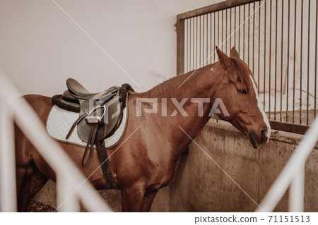 Brown horse waiting on the stable Brown horse waiting on the stable 71151513