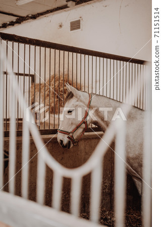 White horse waiting on the stable 71151514