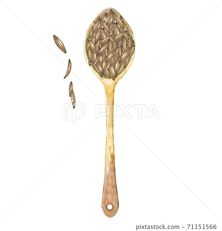 Watercolor cumin in bamboo spoon. 71151566