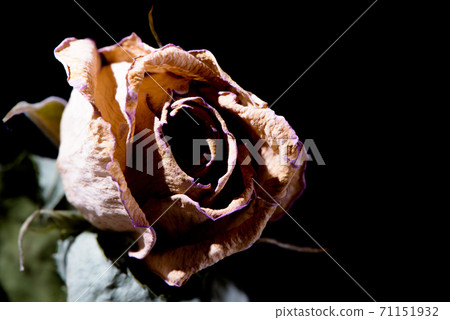 玫瑰乾花 71151932