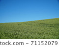A world of two colors, an exhilarating blue sky and a wheat field 71152079