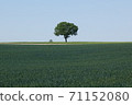 One tree in a wheat field 71152080