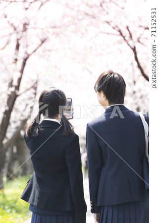 Junior high school students and rows of cherry blossom trees Junior high school students and rows of cherry blossom trees 71152531