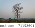 A large tree towering over a rural town in India 71152601