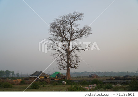 A large tree towering over a rural town in India 71152601