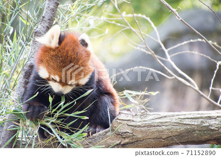 吃竹子葉子的小熊貓 71152890