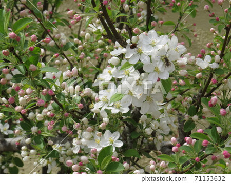 Hige Nagahanabachi Beard Nagahanabachi 71153632