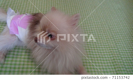 我的家人，博美犬（⌒∇⌒） 71153742