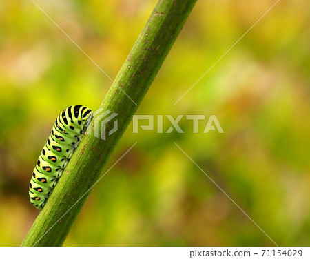Papilio machaon larva with a beautiful pattern Papilio machaon larva with a beautiful pattern 71154029