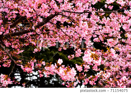 Okan Sakura Okan Sakura 71154075