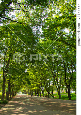 [Machida City] Tsuruma Park 71154332