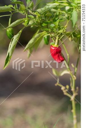 Kitchen garden red peppers Kitchen garden red peppers 71154333