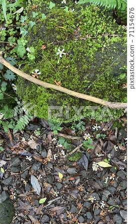 濟州哥特賈瓦爾苔蘚上的花瓣 濟州哥特賈瓦爾苔蘚上的花瓣 71154676
