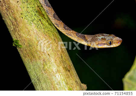 Mapepire Corde Violon, Blunthead Tree Snake, Corcovado National Park, Costa Rica 71154855