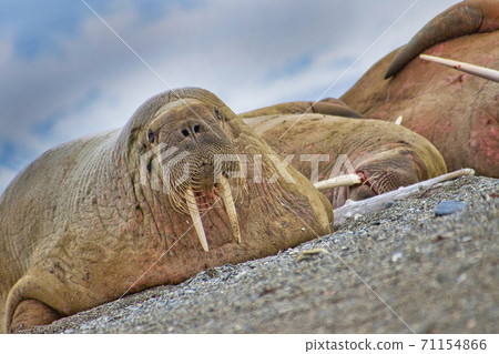 Resting Walrus, Arctic, Svalbard, Norway Resting Walrus, Arctic, Svalbard, Norway 71154866